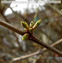 kolater�lne p��iky 3