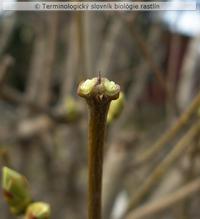 dich�zium 2b