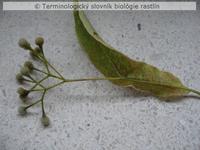 anemoch�ria 1