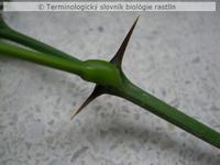 t�� 5