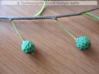 k�stkovica 3