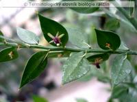 fylokl�dium 1