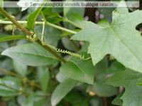 stonkov� �ponka 1