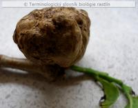 h�lka 3b