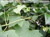 stonkov� �ponka 2
