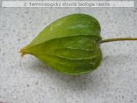 kalich 1a