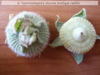 diskovit� plod 1