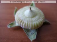 diskovit� plod 2