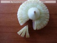 diskovit� plod 3
