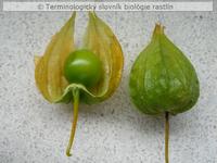 kalich 1b