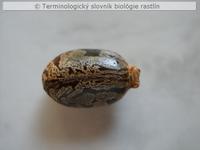 osemenie 2