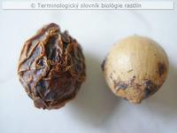 semenn� k�stkovica