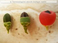 epimatium 2
