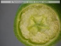 placent�cia 1