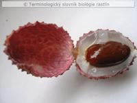k�stkovica 4
