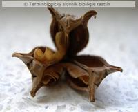 tobolka 2