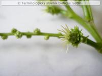 jednopohlavn� kvety 2