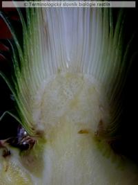neskor� prolifer�cia