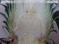 prolifer�cia