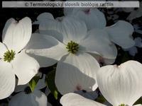 emargin�tne listene