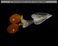 pol�nium 2