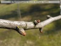 brachyblast 1