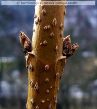 kolater�lne p��iky 2