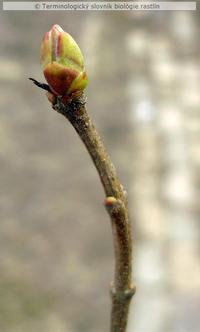 dich�zium 1b