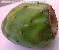 neprav� bobu�a 1a