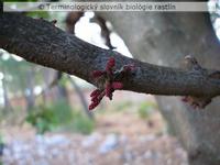 kaulifl�ria 1