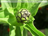 altern�cia 1