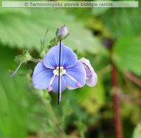 s�mern� kvet 2