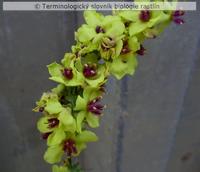 kryc� trich�m 4