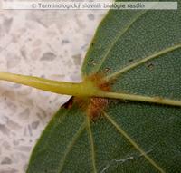 akarodomatium