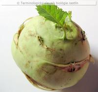 stonkov� h�uza