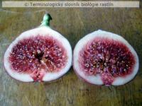 ostiolum
