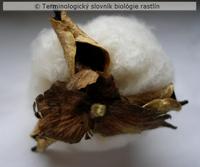 tobolka 3