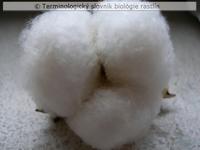 trich�mov� osemenie 2