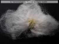 trichospermia 2b