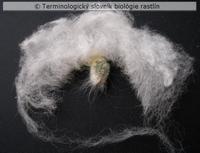 trichospermia 2c