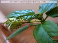 pedicel