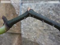 nekt�ri�/�liazky 3