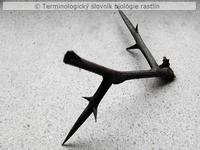 stonkov� t�� 1