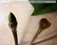 infrapetiol�rny p��ik 2