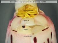 rostelum 1