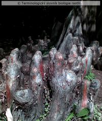 pneumatofory 2