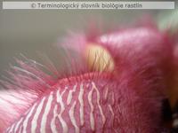 kryc� trich�m 1