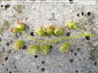 strapec 4