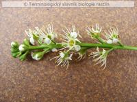 strapec 1