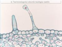 ��aznat� trich�m